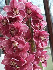 orchidsNL (44)